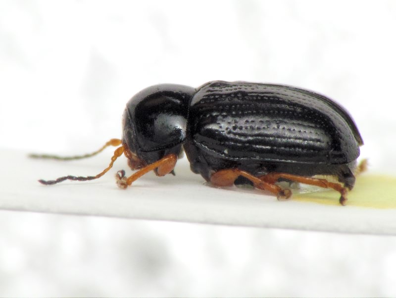 Cryptocephalus (Burlinius) ocellatus Drapiez, 1819